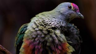 Front view closeup of Rose-crowned Fruit Dove, showing myriad colors in its plumage, it's breast feathers fluffed out and its head turned to its left.