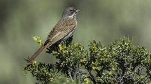 Sage Sparrow, Malheur NWR