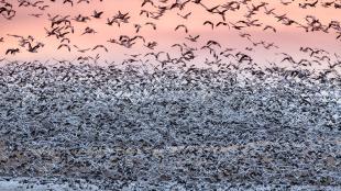 Massive flocks of Snow Geese taking off from the Rainwater Basin area at sunrise, pink sky in background