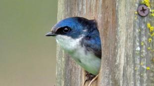 Tree Swallow peering out of nestbox