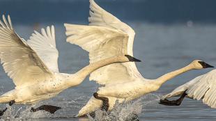 Trumpeter Swans taking flight from a water surface