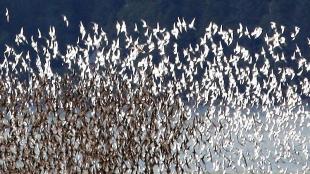 Thousands of Western Sandpipers taking flight