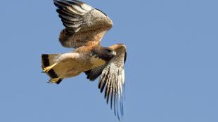 White-tailed Hawk in flight against a clear blue sky. 
