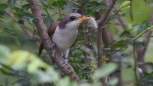 Yellow-billed Cuckoo with caterpillar