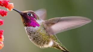 Anna's Hummingbird hovering while feeding