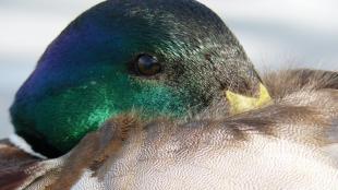 Mallard duck with its head tucked under its wing