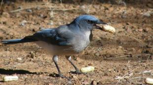 Mexican Jay choosing from among several unshelled peanuts. It is holding one peanut in its beak.