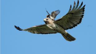 A Kingbird mobbing a Hawk