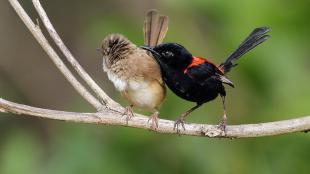 Two tiny songbirds sit very close together on a branch. The female (to viewer’s left) is light brown and the male (to viewer’s right) 