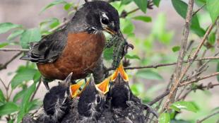 American Robin feeding earthworms and caterpillars to her chicks