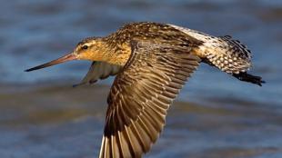 Bar-tailed Godwit in Flight