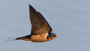 Barn Swallow shows forked tail and vibrant color