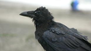 A molting Common Raven
