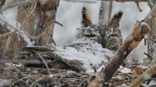 Great Horned Owl in nest covered with snow