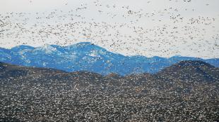 Flock of Snow Geese in flight