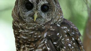 A Spotted Owl