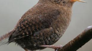 Winter Wren singing