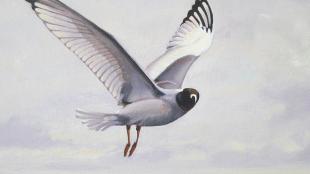 Swallow-tailed Gull painting