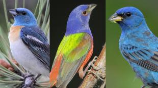 Photo showing an Indigo Bunting, a Lazuli Bunting, and a Painted Bunting