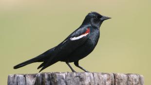 A Tricolored Blackbird seen in right profile, its black body shining in the sun, the wing showing a red patch with a white line beneath it. 