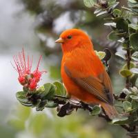An orange bird is perched on a tree covered in green leaves. 