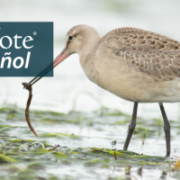 Hudsonian Godwit feeding. "BirdNote en Español"' appears in the upper left corner.