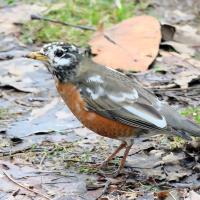Leucistic American Robin stands on wet, muddy grass