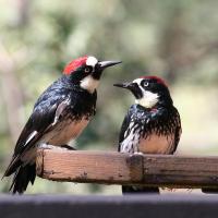 A pair of Acorn Woodpeckers perched on a branch, looking at each other.