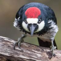 An Acorn Woodpecker facing forward and staring intensely, giving a "stare down" look; the red patch on top of its lowered head bright against the black body feathers. 