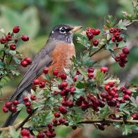 American Robin in hawthorn berries