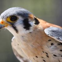 A close-up of an American kestrel peering at the viewer with its rusty back and underparts, slaty-blue head and wings and black slashes on its face.