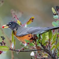 A bird with gray wings, red-orange breast and belly, and a black head sits on a slender branch while holding a bright red berry in its yellow beak.