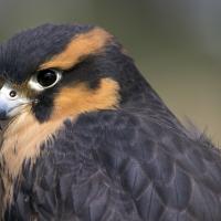 Close up view of Aplomado Falcon, dark plumage with light orange horizontal stripes above and below the eye, and short sharp beak. 