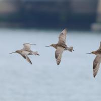 Three Bar-tailed Godwits in flight moving toward viewer's left