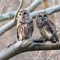 Barred Owl pair sitting together on thick tree branch