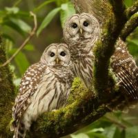 Pair of Barred Owls perched on a branch
