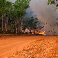 Black Kites at fire in savanna in Australia