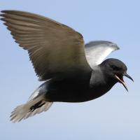 A Black Tern in flight against a clear blue sky