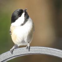 Black-capped Chickadee