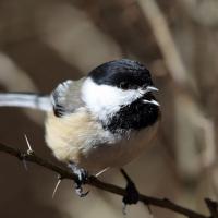 Black-capped Chickadee singing, perched on a branch in sunshine