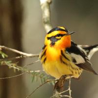 A Blackburnian Warbler, its yellow breast and bright orange throat glowing in dappled sunlight, showing the black and white plumage on its wings and black stripes on its head.