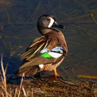 A male Blue-winged Teal stands at water's edge as sunlight highlights the colors on his feathers