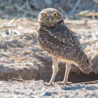 Burrowing Owl