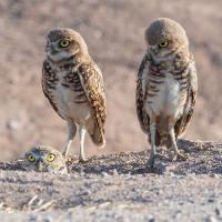 Four Burrowing Owls standing on light grayish brown soil, one owl poking its head out from the burrow in the ground.