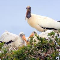 Wood Stork in nest with young