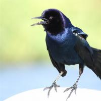 A Common Grackle perched in sunlight, looking to its right, the black plumage showing iridescent dark blue on the breast and purple on the head. The grackle's beak is open as it calls, and its tail is fanned out.