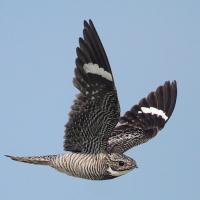 A Common Nighthawk spreads its wings