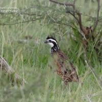 A quail standing in a grassy field, with its black-and-white striped head and brown patterned body feathers visible.