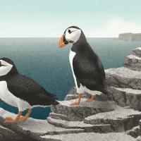 Two puffins looking out at sea.