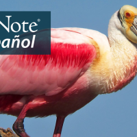 A Roseate Spoonbill in profile, facing the viewer's right. "BirdNote en Español" appears in the top left corner.